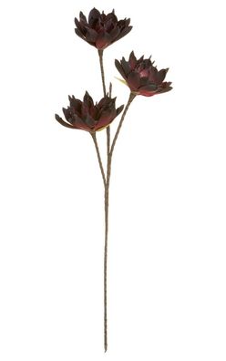 Gilde Echeveria mit 3 Blüten
burgund
Breite 15,0 cm Höhe 85,0 cm Durchm. 30,0 cm