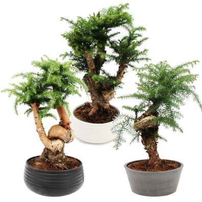 Zimmerbonsai Araucaria cunninghamii Zimmertanne Neuguinea-Araukarie ca. 65cm hoch
