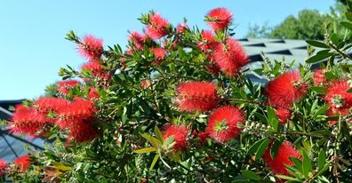 Karminroter Zylinderputze - Callistemon Splendens - Kübelpflanze
