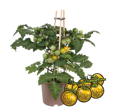 Gelbe Kirschtomate Cherrytomate Pflanze mit Früchten für Balkon und Garten 14cm
