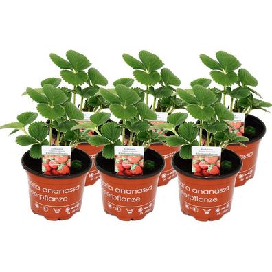 Klettererdbeere Fragaria x ananassa 6 Pflanzen
