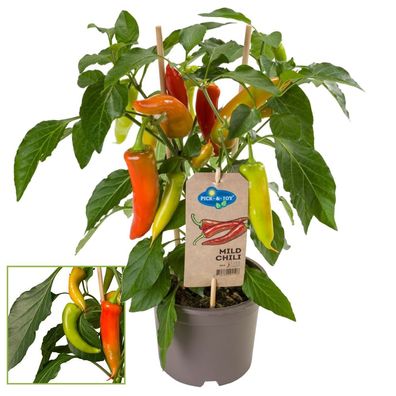 Chili-Pflanze - mild - Peperoni - Pfefferstrauch für Balkon und Garten - 14cm