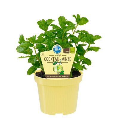HUGO-Minze - Cocktail-Minze in BIO-Qualität - Mentha spicata - Kräuterpflanze im