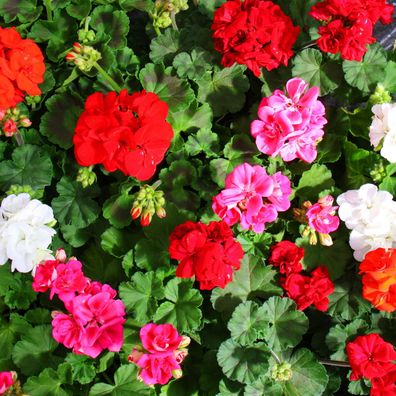 Geranien stehend - Pelargonium zonale - verschiedene Farben - 12cm Topf - Set mit
