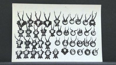 Geweihsammlung Jagd Jagdtrophäen JW 410198 F