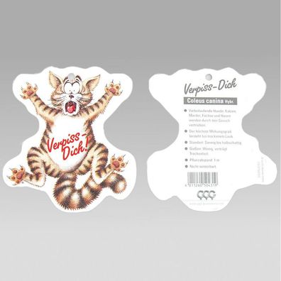 Coleus canin - Verpiss-Dich - Pflanze - 8 Pflanzen