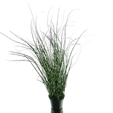 GASPER Zebragras - Miscanthus im Topf 52 cm - Kunstblumen