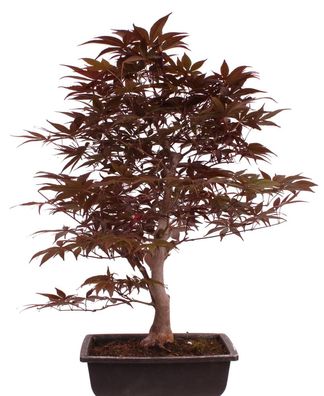 Bonsai - Acer palmatum 'Shojo-Nomura', Roter Fächerahorn aus Japan 226/15