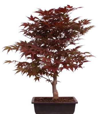 Bonsai - Acer palmatum 'Shojo-Nomura', Roter Fächerahorn aus Japan 226/16