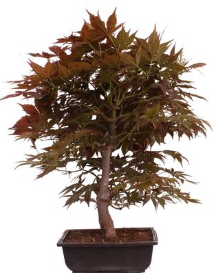 Bonsai - Acer palmatum 'Yugure', Roter Fächerahorn aus Japan 226/17