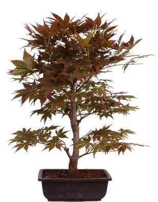 Bonsai - Acer palmatum 'Yugure', Roter Fächerahorn aus Japan 226/18