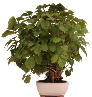 Bonsai - Parthenocissus tricuspidata, Dreispitzige Junfernrebe 224/56