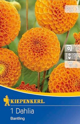 Pompon-Dahlien Bantling orange