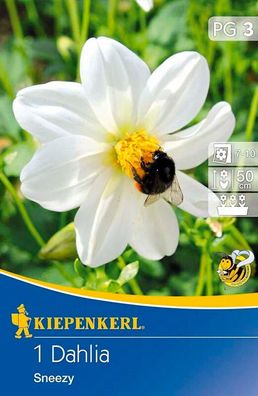 Mignon-Dahlien Sneezy