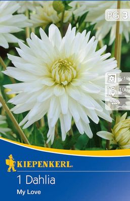 Kaktus-Dahlien My Love, Rahmweiße strahlende Blüten, für Beet und Schnitt