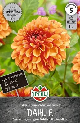 Premium Dahlie American Sunset, Dahlie mit roter Mitte, gute Schnittblume,
