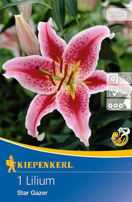 Oriental-Lilie Stargazer, wunderschöne Blüte, ideal als Schnittblume, lockt