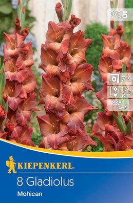 Großblumige Gladiole Mohican, 8 Stück Blumenzwiebeln von Kiepenkerl