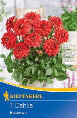 Beet- & Kübel-Dahlie Heatwave, Blumenzwiebel von Kiepenkerl
