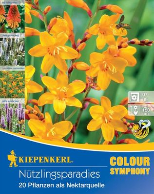 Nützlingsparadies, 20 Stück Blumenzwiebeln von Kiepenkerl