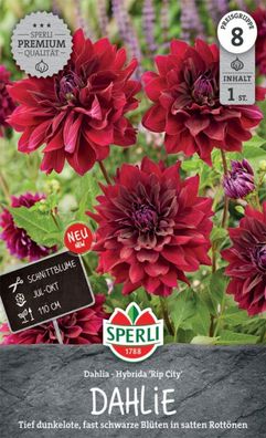 Dekorative Dahlie Rip City, Tief dunkelrote, fast schwarze Blüten - Ideale