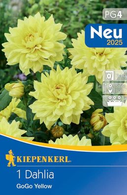 Dekorative Dahlie Go Go Yellow, Ideal zur Bepflanzung in großen Pflanzgefäßen