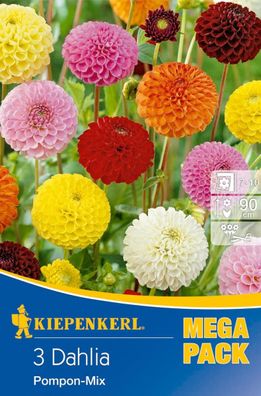 Pompon-Dahlie bunte Mischung (Mega Pack) kugelrunden Blütenbälle sind ideal
