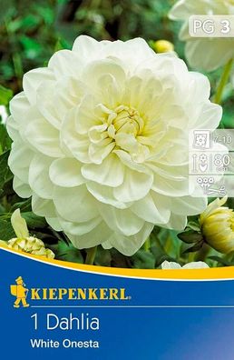 Seerosen-Dahlien White Onesta