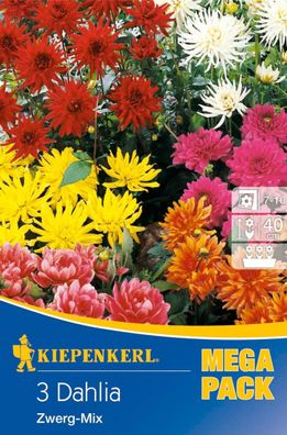 Zwerg-Dahlie Mischung (Mega Pack), Farbenfrohe Zusammenstellung an kompakt