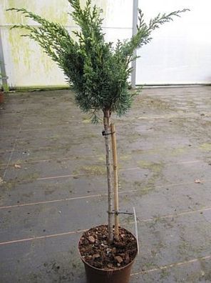 Juniperus chinensis Blauww - Chinesischer Strauchwacholder Stamm 40cm