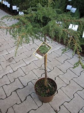 Juniperus communis Green Carpet - Teppichwacholder Green Carpet Stamm 40cm