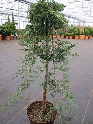 Juniperus horizontalis Glauca - Blauer Kriechwacholder Stamm 40cm