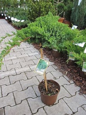 Juniperus procumbens Nana - japanischer Kriechwacholder Stamm 40cm