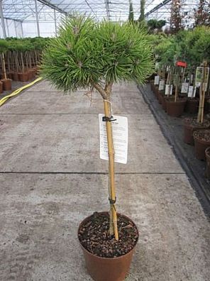 Pinus mugo Mops - Kugel-Kiefer Mops Stamm 40cm