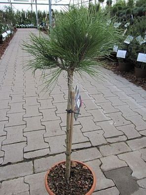 Pinus nigra Marie Bregeon - Zwerg-Schwarzkiefer Marie Bregeon Stamm 40cm