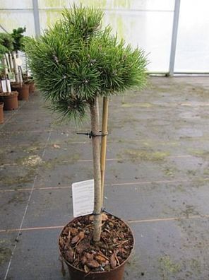 Pinus unicata Grüne Welle - Hakenkiefer Grüne Welle Stamm 40cm
