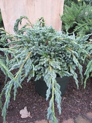 Juniperus squamata 'Blue Spider' - Wacholder 'Blue Spider' 25-30