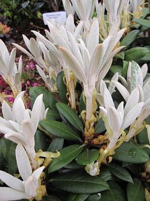 Rhododendron bureavii 'Hydon Velvet' - Alpenrose 'Hydon Velvet' 30-40