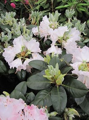 Rhododendron bureavii 'Masai Mara' - Alpenrose 'Masai Mara' 30-40