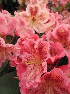 Rhododendron hybr. 'Djingestan' - Großblumige Rhododendron 'Djingestan' 20-30
