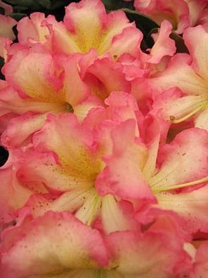 Rhododendron hyrbr. 'Melrose Flash' 30-40