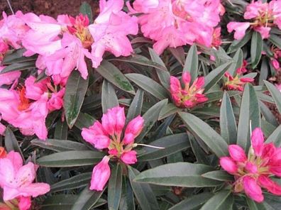 Rhododendron luteum 'Balzac' - Sommergrüne Azalee 'Balzac' 30-40