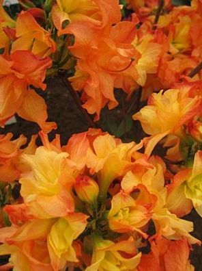 Rhododendron mixtum 'Feuerköpfchen' - sommergrüne Azalee 'Feuerköpfchen' 30-40
