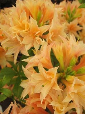 Rhododendron mixtum 'Freya' - sommergrüne Azalee 'Freya' 30-40