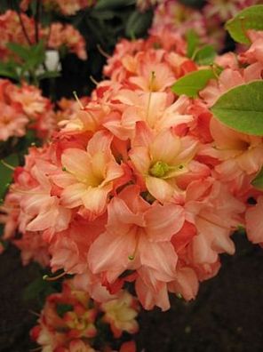 Rhododendron mixtum 'Rosenköpfchen' - sommergrüne Azalee 'Rosenköpfchen' 30-40