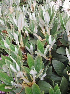 Rhododendron taliense 'Honigduft' - Zwerg-Rhododendron 'Honigduft' 25-30