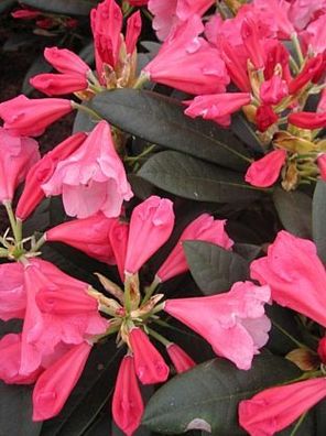 Rhododendron yakushimanum 'Belle de Flore' - Ball-Rhododendron 'Belle de Flore' 20-30