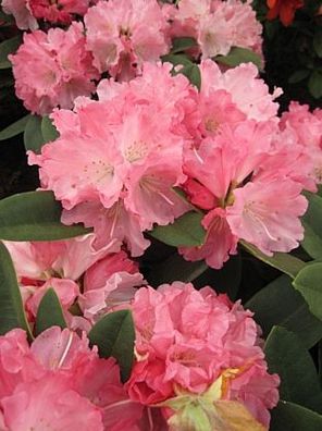 Rhododendron yakushimanum 'Maisonne' - Ball-Rhododendron 'Maisonne' 20-30