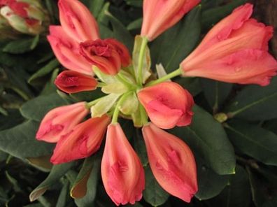 Rhododendron yakushimanum 'Valencia' - Ball-Rhododendron 'Valencia' 20-30