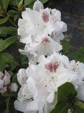 Rhododendron hybr. Old Port - 30 - 40 cm